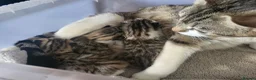 Mixed Breed cats for sale: Gorgeous bengal cross kittens. - Advert 1
