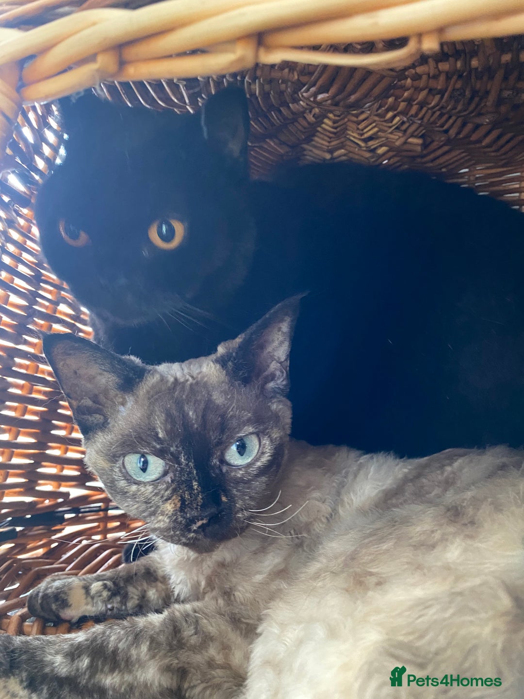 Devon Rex cats for sale: Devon Rex  - Image 4