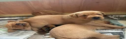 Labrador Retriever dogs for sale: KC Registered Labrador Puppies (fox red)  - Advert 5
