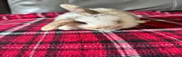 Mini Lop rabbits for sale: Mixed litter mini lops  - Advert 13