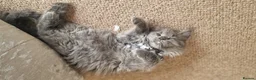 Maine Coon cats for sale: 🐾 Stunning Maine Coon Kittens  Ready Now £1000 🐾 in Newport - Advert 9