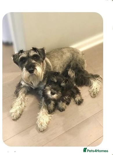 Miniature Schnauzer dogs Poppy mini schnauzer for sale - Advert 1