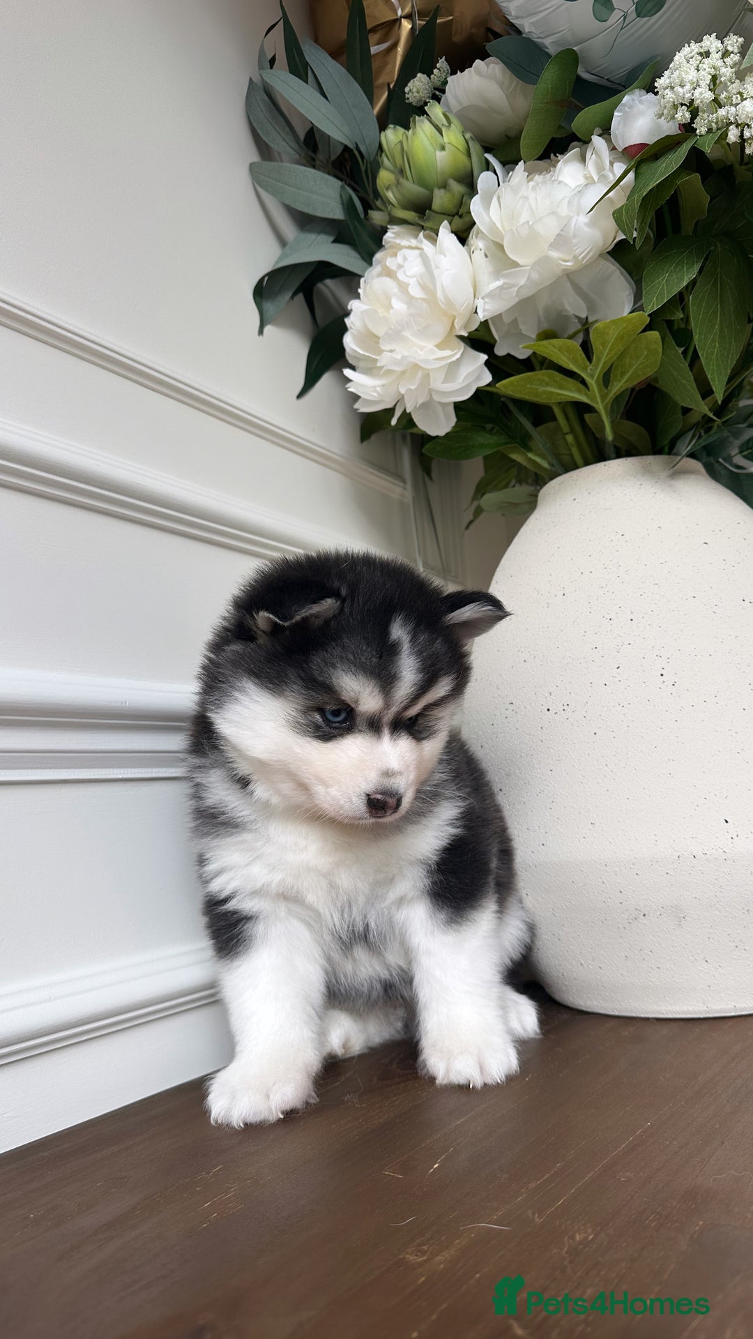 Pomsky dogs for sale: Pomskies Seeking Their Forever Home - ONLY 1 Left - Advert 17