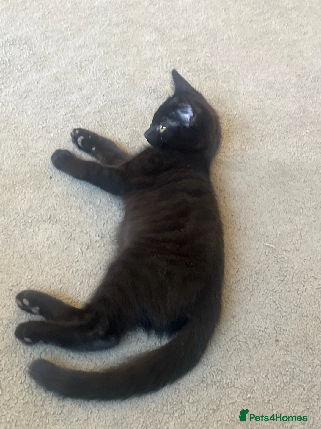 Mixed Breed cats for sale: Black female kitten left  - Advert 2