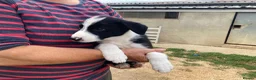 Smooth Collie dogs for sale: Collie Puppies - Advert 5