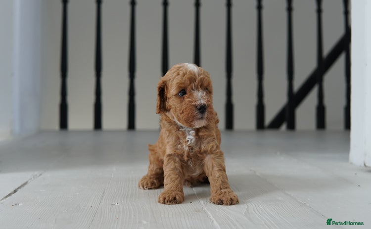 Cavapoo dogs - Advert 1