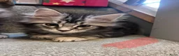 Maine Coon cats for sale: 10kittens 🐱 Ready to leave now  - Advert 6