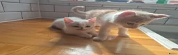 Mixed Breed cats for sale: British Shorthair / Mixed Breed - Advert 1