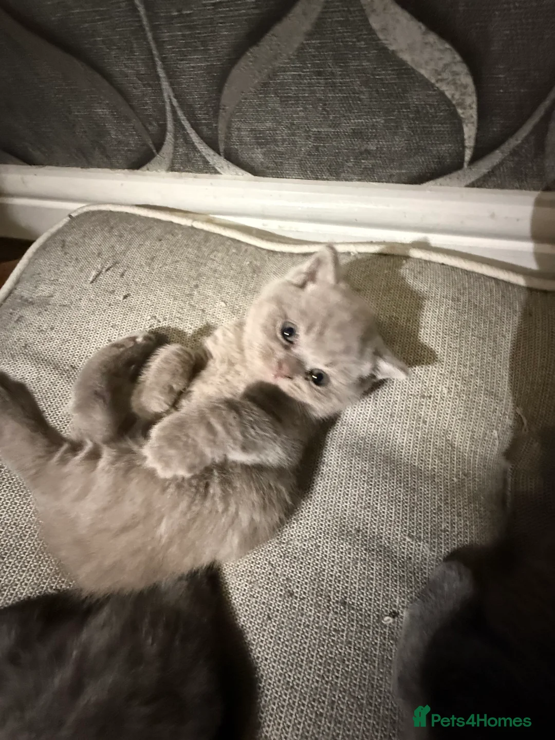 British Shorthair cats for sale: British shorthair snd scottish fold  - Advert 16