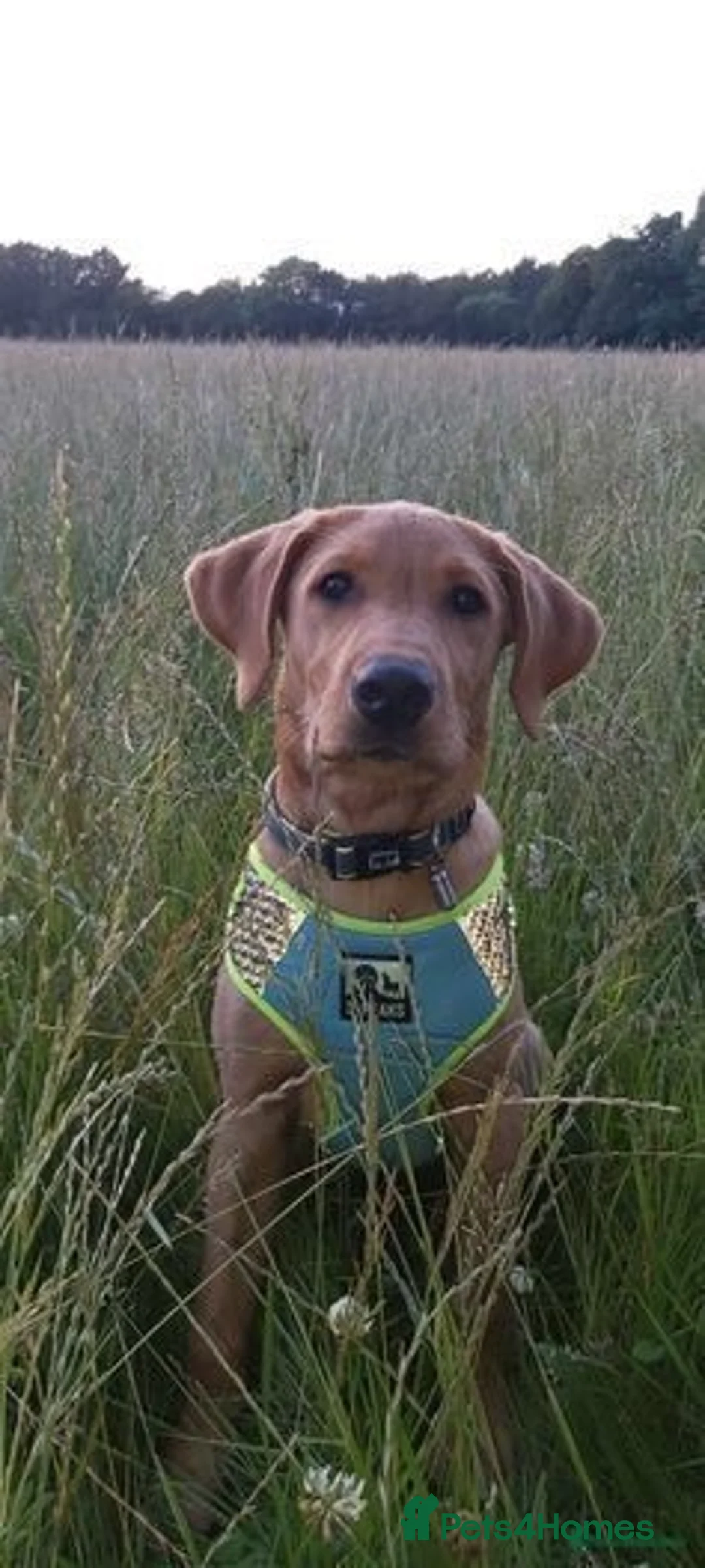 Labrador Retriever dogs for stud: Stunning, well proven KC fox red Lab for stud. in St Albans - Advert 5