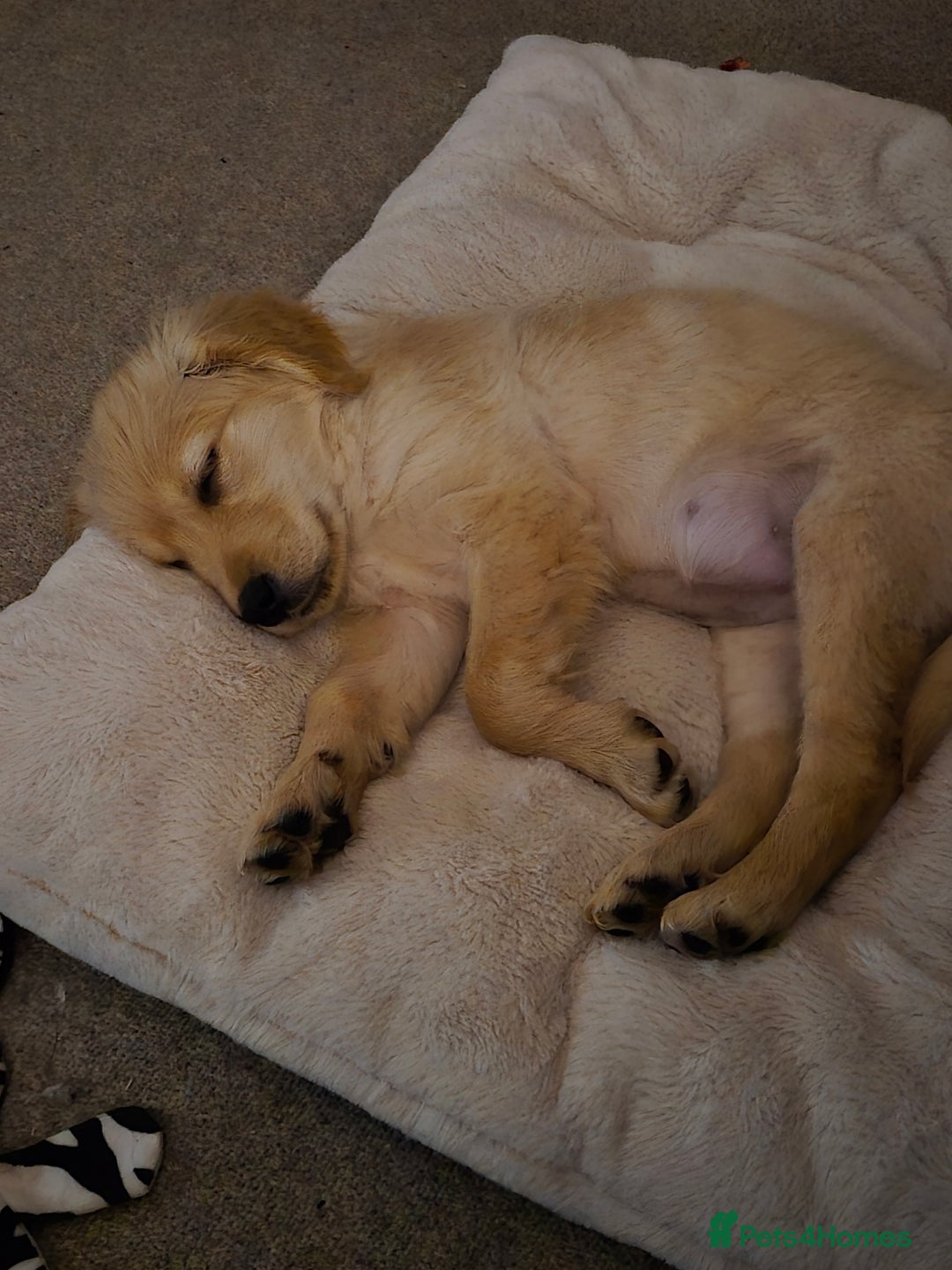 Golden Retriever dogs for sale: Golden retriever puppy - Advert 4