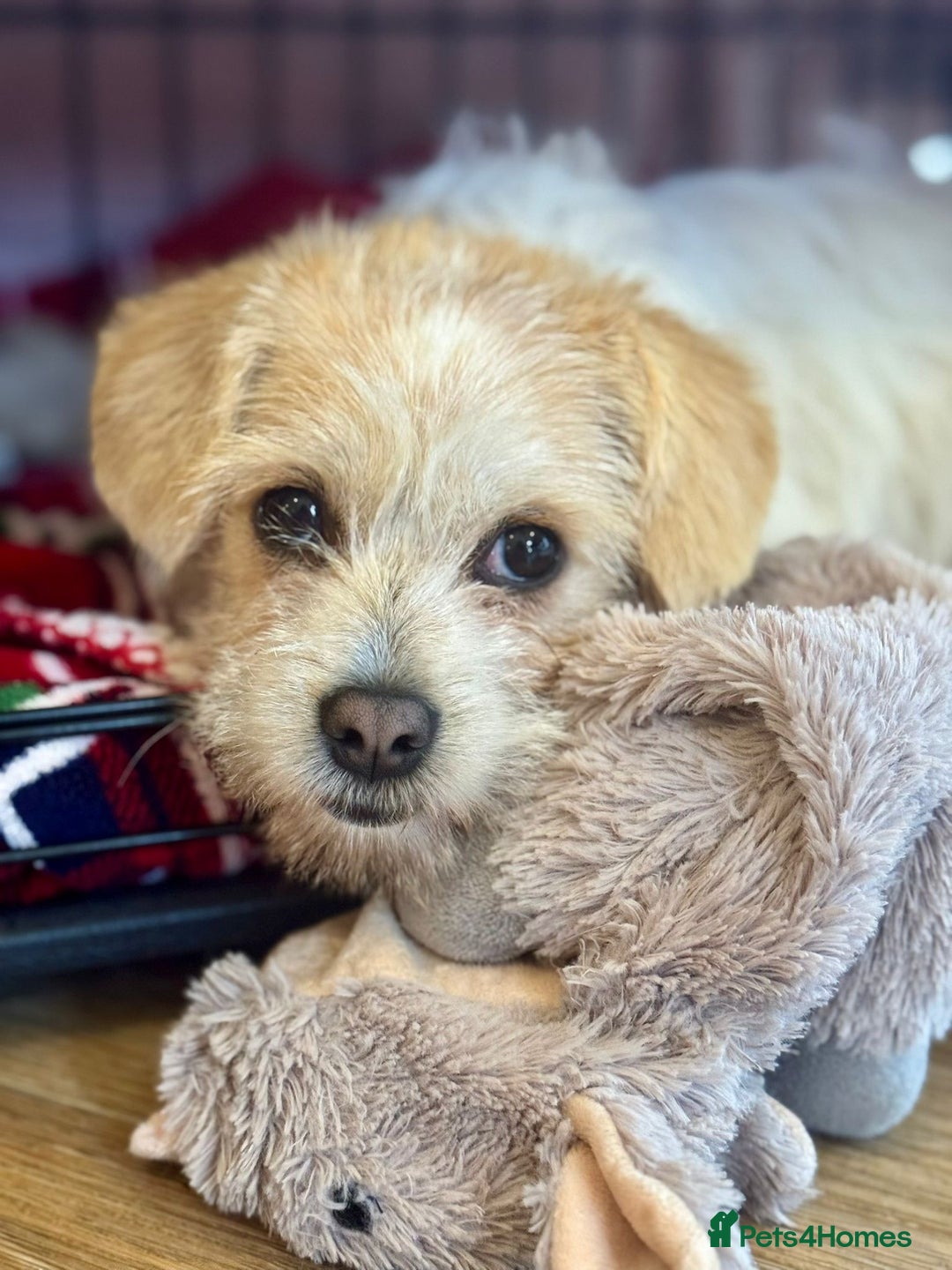 Mixed Breed dogs for adoption: Cynthia - Advert 5