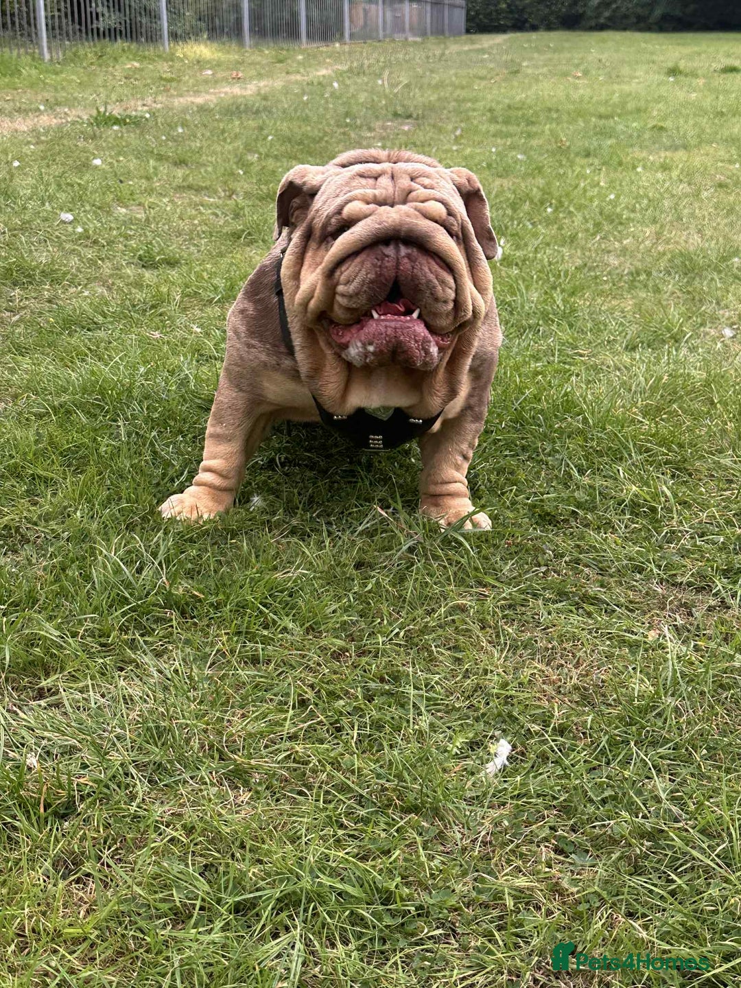 English Bulldog dogs for sale: Our girl looking for a warm sofa and fully love🏠 - Advert 15