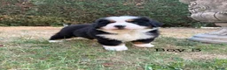 Bernese Mountain Dog dogs for sale: BEAUTIFUL BERNESE MOUNTAIN DOG PUPPIES-4 BOYS !!! - Advert 28