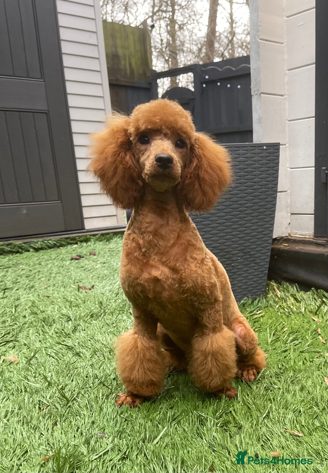 Miniature Poodle dogs for sale: 4 abstract boys available. Kc & full dna clear. - Advert 2