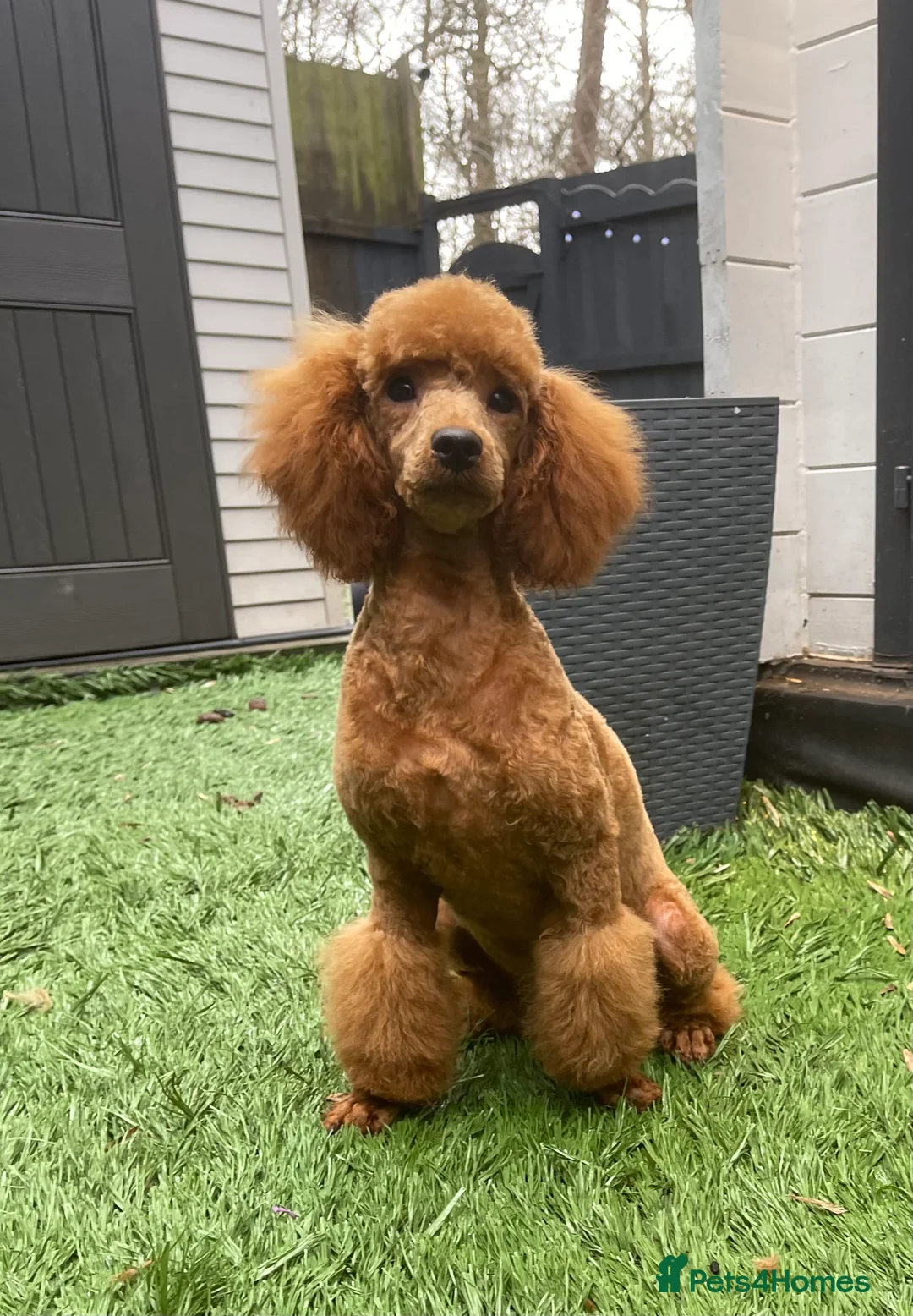 Miniature Poodle dogs for sale: Abstract Parti boys available. Kc & DNA clear. - Advert 2