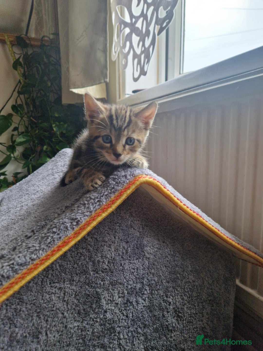 Bengal cats for sale: Bengal tabby mix kittens - Image 12
