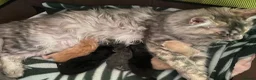 Maine Coon cats for sale: Monarch Maine coons kittens - Advert 13