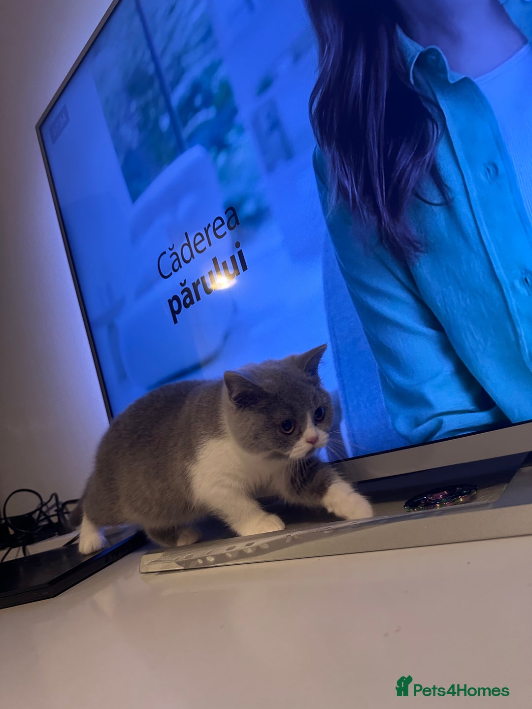 British Shorthair cats for sale: British shorthairs - Advert 10