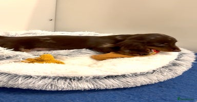 Miniature Dachshund dogs - Advert 8