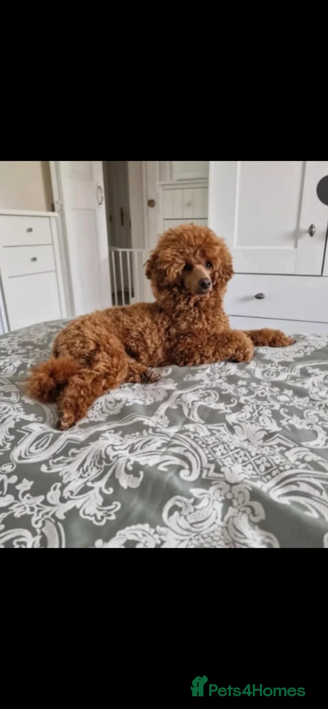 Cavapoo dogs for sale: F1B Cavapoos  - Advert 18