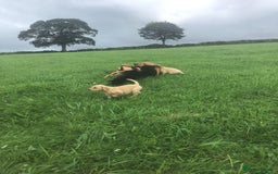 Labrador Retriever dogs for sale: Beautiful KC Reg Lab pups  - Image 20