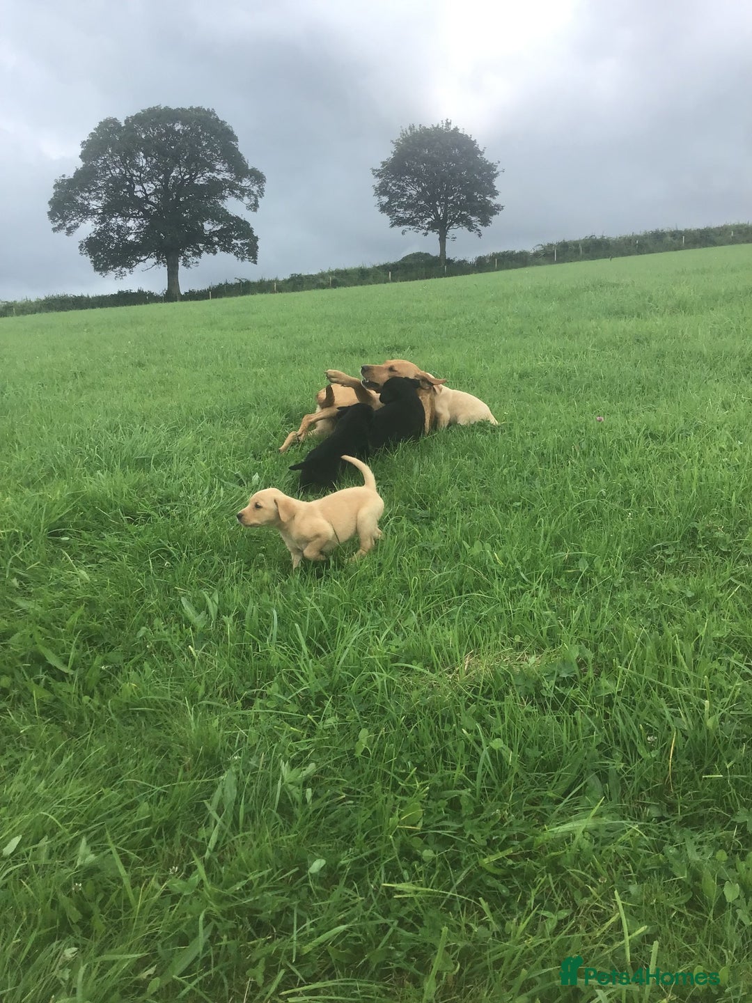Labrador Retriever dogs for sale: Beautiful KC Reg Lab pups  - Image 20