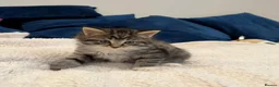 Mixed Breed cats for sale: Fluffy kittens for sale in West Byfleet - Advert 4