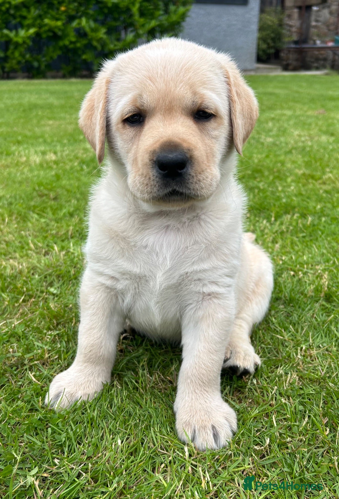 Labrador Retriever dogs One Yellow Purebred Pedigree Male Labrador - Advert 2