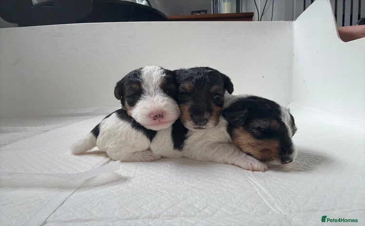 Fox Terrier dogs - Advert 1