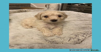 Maltipoo dogs - Advert 1