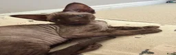 Devon Rex cats for sale: Two mischievous Devon Rex boys  - Advert 6