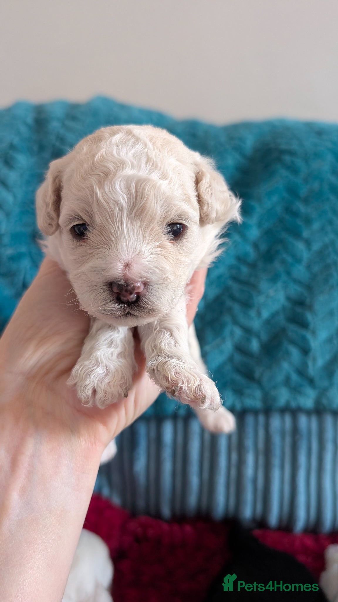Maltipoo dogs for sale: Dna Genetically health tested maltipoos in Swindon - Advert 10