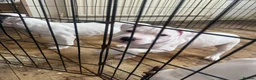 Mixed Breed dogs for sale: Aylestone Old Tyme English Bulldog in Sutton-in-Ashfield - Advert 3