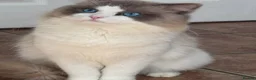 Ragdoll cats for sale: Gccf babies  - Advert 11