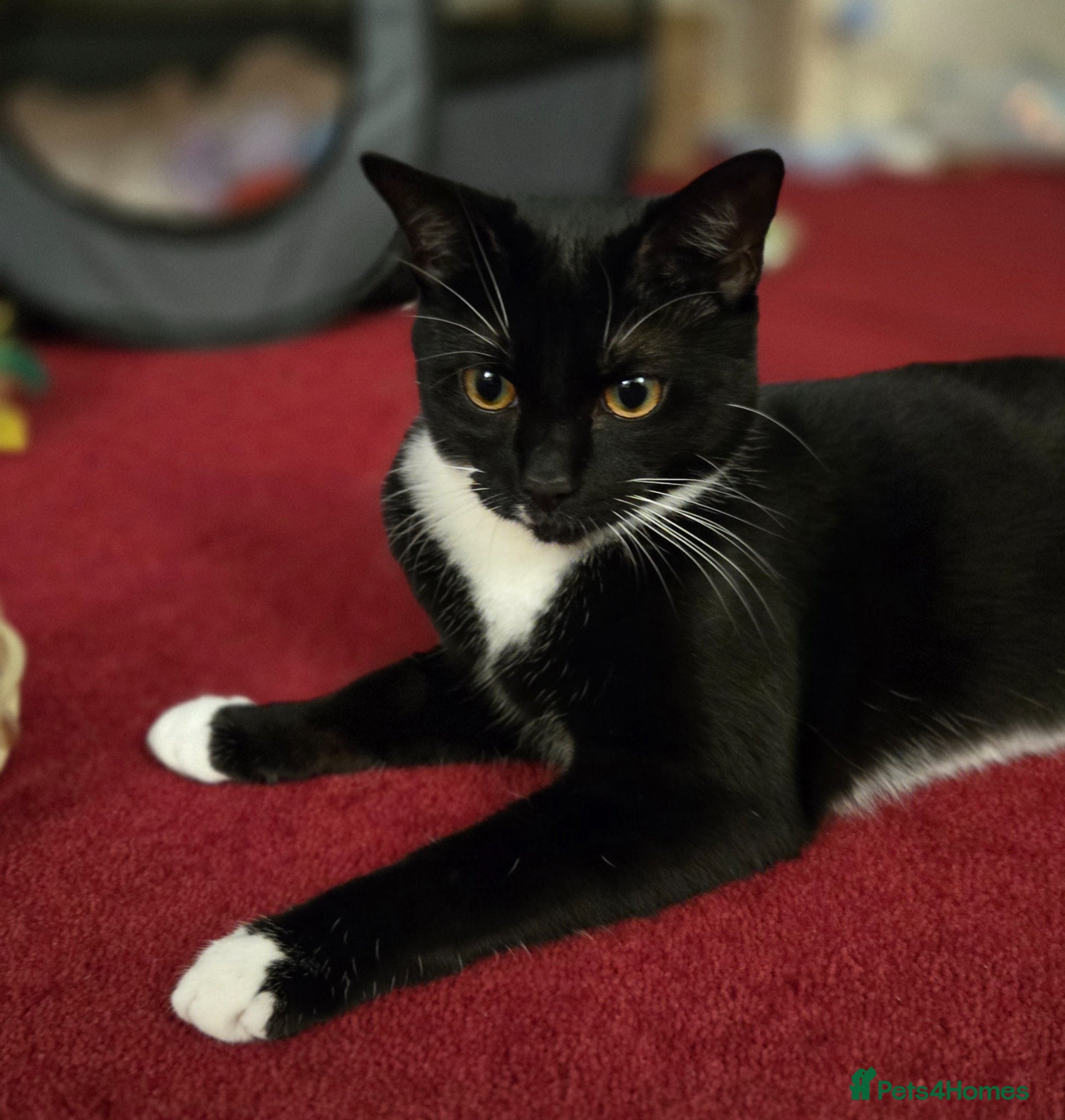 Domestic Shorthair cats Tuxedo cat needs a new home - Advert 8