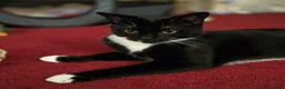 Domestic Shorthair cats for sale: Tuxedo cat needs a new home in Liversedge - Advert 1