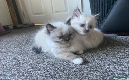 Ragdoll cats for sale: stunning ragdoll kittens - Image 10