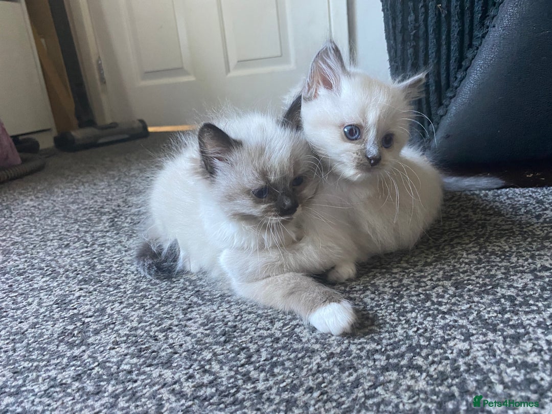 Ragdoll cats for sale: stunning ragdoll kittens - Image 10