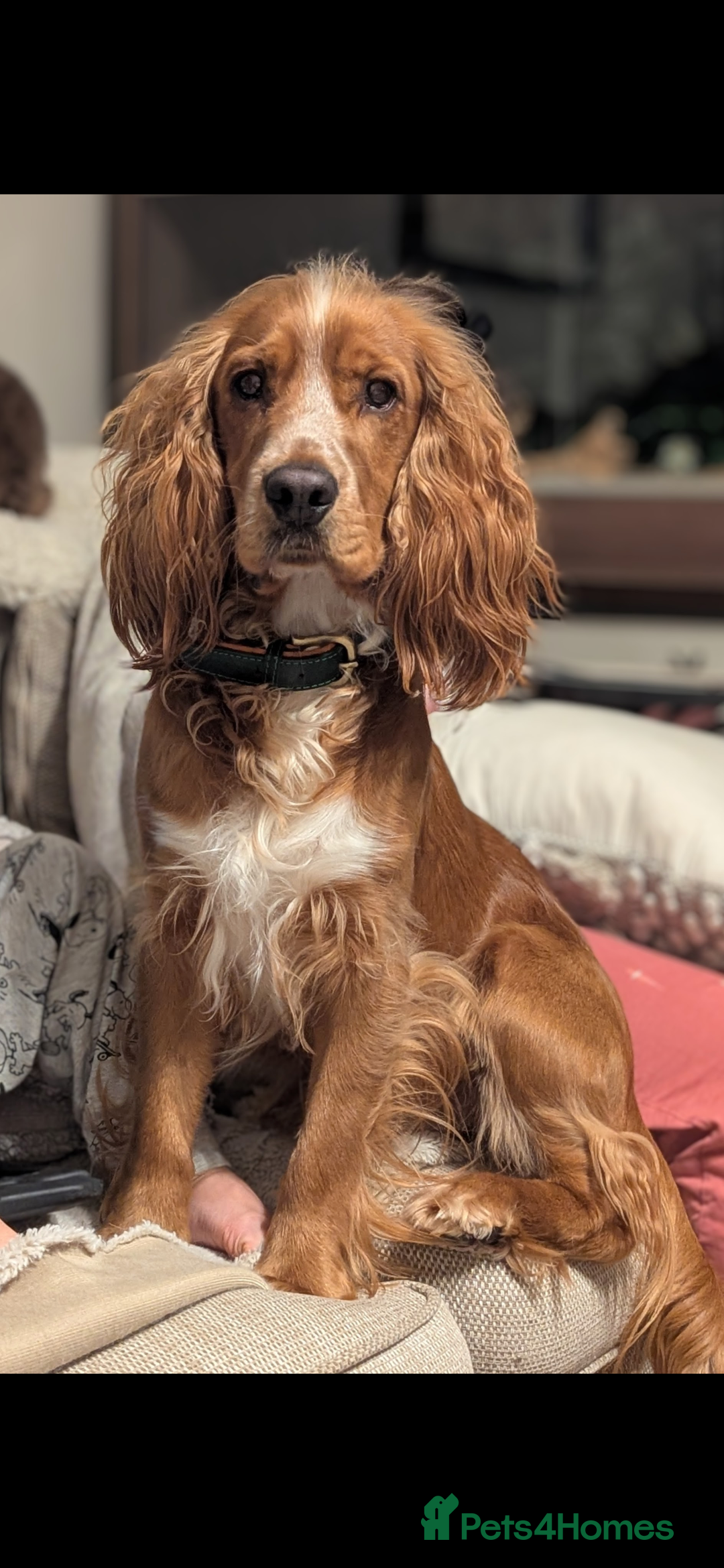 Cocker Spaniel dogs Male working cocker spaniel  - Advert 1