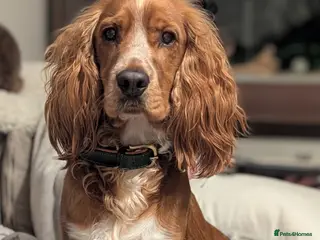 Cocker Spaniel dogs Male working cocker spaniel - Advert 1