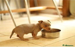 Jack Russell dogs for sale: Beautiful Jack Russell Puppy for sale - Advert 6