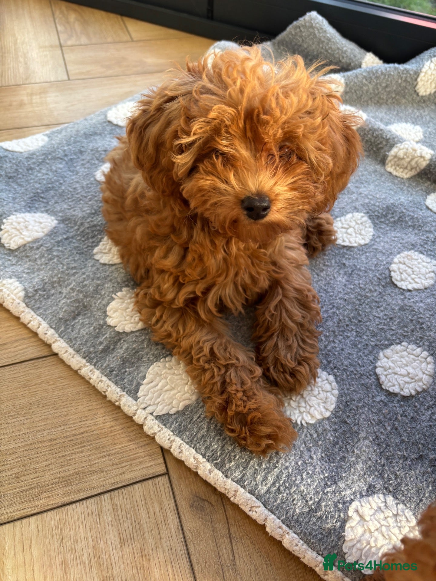 Cavapoo dogs Family Raised Cavapoo Puppies ready to Reserve!  - Advert 2
