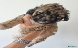 Maltipoo dogs for sale: Maltipoo's rare sable parti colours x4 - Image 16