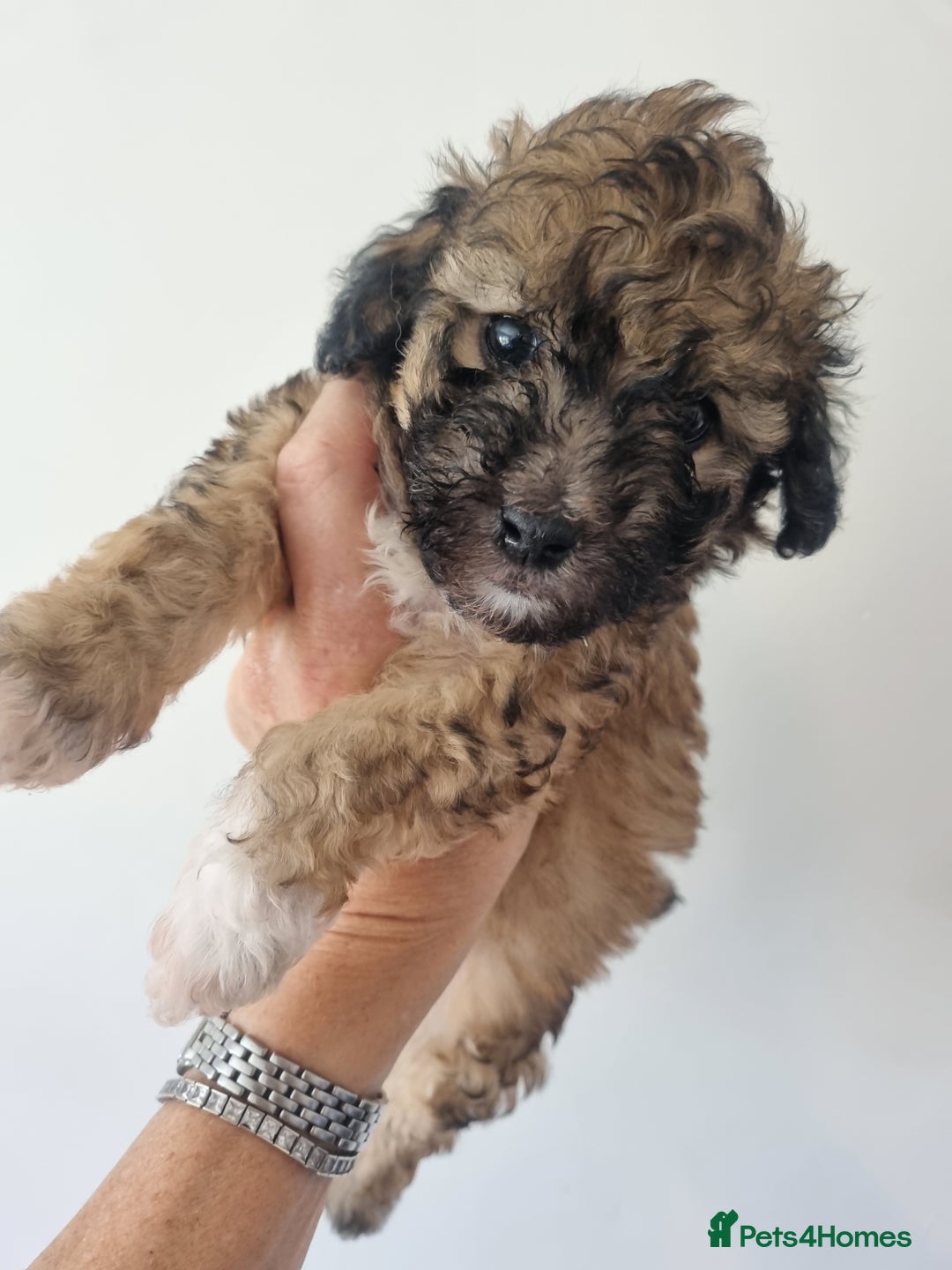 Maltipoo dogs for sale: Maltipoo's rare sable parti colours x4 - Image 16