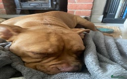 Mixed Breed dogs for sale: Pocket bully - Image 7