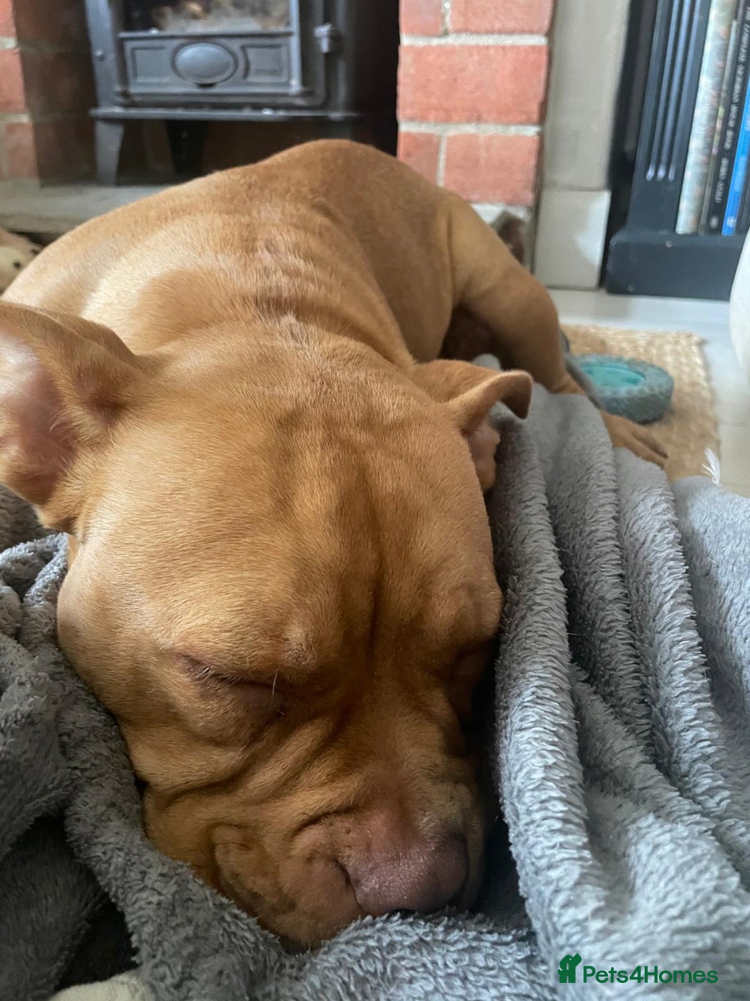 Mixed Breed dogs for sale: Pocket bully - Image 7