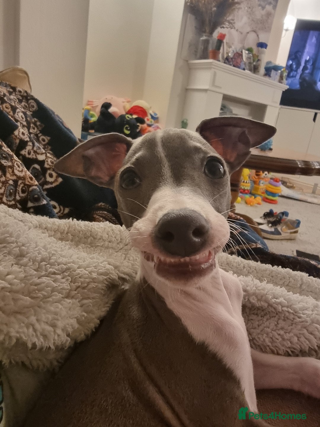 Italian Greyhound dogs for sale: 15 week old Italian Greyhound for sale - Image 4