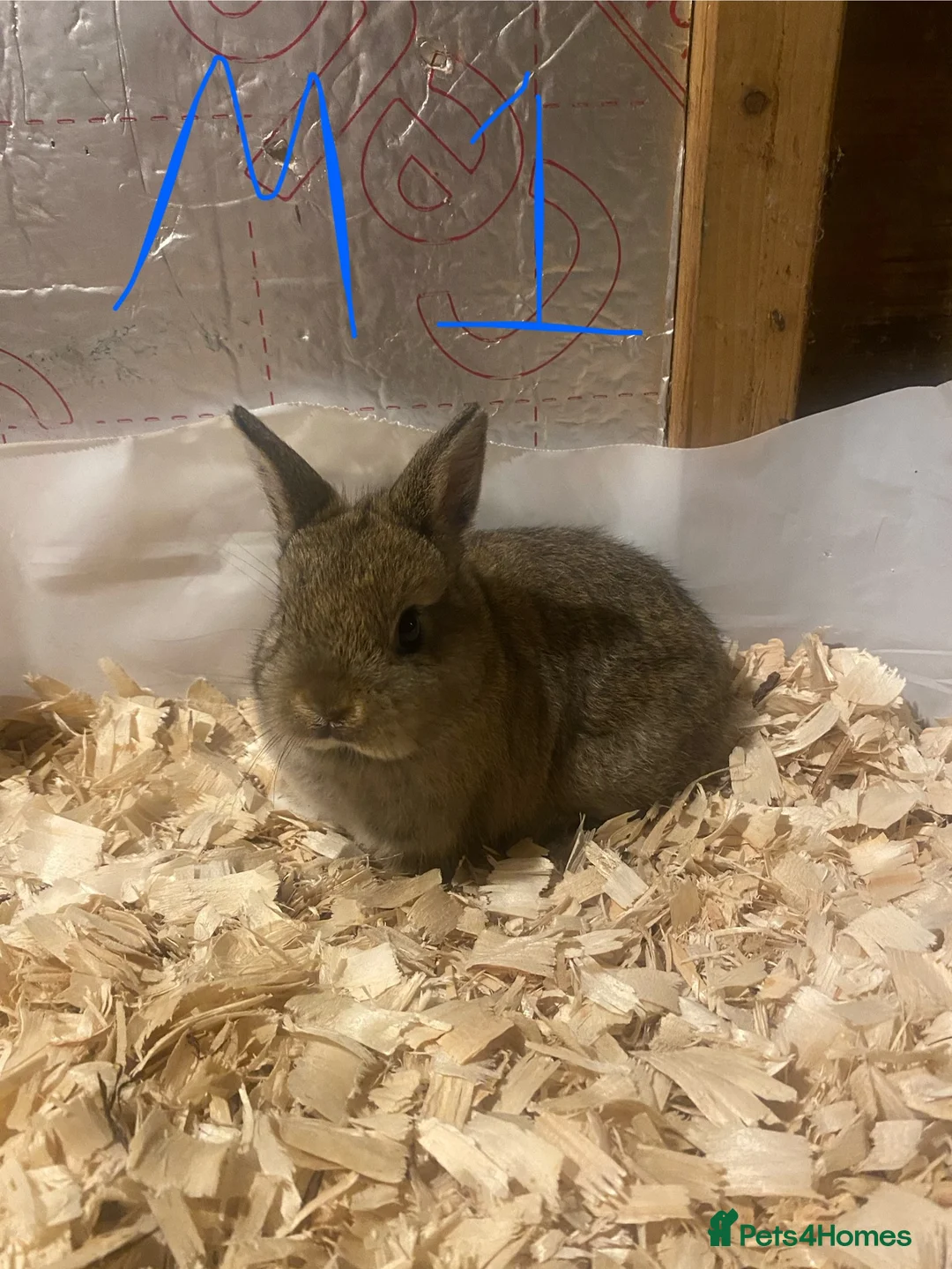 Netherland Dwarf rabbits for sale: Pure netherland dwarf babies - Advert 5