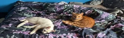 Mixed Breed cats for sale: Brother and sister  - Advert 7
